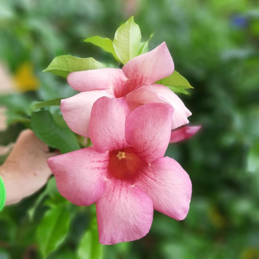 Manga Rosa Hospedagem Canoa Quebrada Eksteriør billede